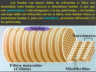 Las bandas con mayor índice de refracción se tiñen conLas bandas con mayor índice de refracción se tiñen con
intensidad, estas bandas oscuras se denominan bandas A, por queintensidad, estas bandas oscuras se denominan bandas A, por que
sonson anisotrópicasanisotrópicas o birrefringentes a la luz polarizada, y las bandaso birrefringentes a la luz polarizada, y las bandas
con bajo índice de refracción casi no se tiñen, estas bandas claras secon bajo índice de refracción casi no se tiñen, estas bandas claras se
denominan bandas I, pues sondenominan bandas I, pues son isotrópicasisotrópicas, presentan difracción a la, presentan difracción a la
luz polarizada.luz polarizada.
 