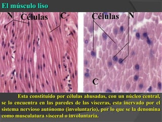 Esta constituido por células ahusadas, con un núcleo central,Esta constituido por células ahusadas, con un núcleo central,
se lo encuentra en las paredes de las vísceras, esta inervado por else lo encuentra en las paredes de las vísceras, esta inervado por el
sistema nervioso autónomo (involuntario), por lo que se la denominasistema nervioso autónomo (involuntario), por lo que se la denomina
como musculatura visceral o involuntaria.como musculatura visceral o involuntaria.
El músculo lisoEl músculo liso
 