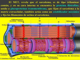 El MET, revela que el sarcolema, es de tipo trilaminarEl MET, revela que el sarcolema, es de tipo trilaminar
común, y en su cara interna se encuentra lacomún, y en su cara interna se encuentra la proteína distrofinaproteína distrofina,,
unida aunida a glucoproteínas transmembranaglucoproteínas transmembrana, que fijan el sarcolema a la, que fijan el sarcolema a la
matriz extracelular, también actúa como unmatriz extracelular, también actúa como un estabilizador mecánicoestabilizador mecánico
y fija los filamentos de actina al sarcolema.y fija los filamentos de actina al sarcolema.
 