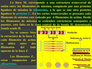 No se conoce bienNo se conoce bien
la estructura de la línea Z,la estructura de la línea Z,
cada filamento de actinacada filamento de actina
se ubica entre dosse ubica entre dos
filamentos del ladofilamentos del lado
opuesto de la línea Z.opuesto de la línea Z.
Los filamentos Z.,Los filamentos Z.,
estan compuestos porestan compuestos por
alfaactinina.alfaactinina.
La línea M, corresponde a una estructura transversal deLa línea M, corresponde a una estructura transversal de
unión entre los filamentos de miosina, compuesto por una proteínaunión entre los filamentos de miosina, compuesto por una proteína
ligadora de miosina laligadora de miosina la miomesinamiomesina, a la que se une otra proteína, a la que se une otra proteína
ligadora laligadora la proteína Cproteína C. En los cortes transversales se presenta cada. En los cortes transversales se presenta cada
filamento de miosina esta rodeado por 6 filamentos de actina. Desdefilamento de miosina esta rodeado por 6 filamentos de actina. Desde
los filamentos de miosina se extienden estructuras semejantes alos filamentos de miosina se extienden estructuras semejantes a
puentes, esto falta en la zona central de la banda H, denominadapuentes, esto falta en la zona central de la banda H, denominada
banda seudo H.banda seudo H.
 