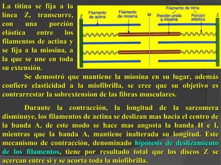 Se demostró que mantiene la miosina en su lugar, ademásSe demostró que mantiene la miosina en su lugar, además
confiere elasticidad a la miofibrilla, se cree que su objetivo esconfiere elasticidad a la miofibrilla, se cree que su objetivo es
contrarrestar la sobrextension de las fibras musculares.contrarrestar la sobrextension de las fibras musculares.
Durante la contracción, la longitud de la sarcomeraDurante la contracción, la longitud de la sarcomera
disminuye, los filamentos de actina se deslizan mas hacia el centro dedisminuye, los filamentos de actina se deslizan mas hacia el centro de
la banda A, de este modo se hace mas angosta la banda H e I,la banda A, de este modo se hace mas angosta la banda H e I,
mientras que la banda A, mantiene inalterada su longitud. Estemientras que la banda A, mantiene inalterada su longitud. Este
mecanismo de contracción, denominadomecanismo de contracción, denominado hipótesis de deslizamientohipótesis de deslizamiento
de los filamentosde los filamentos, tiene por resultado total que los discos Z se, tiene por resultado total que los discos Z se
acercan entre si y se acorta toda la miofibrilla.acercan entre si y se acorta toda la miofibrilla.
La titina se fija a laLa titina se fija a la
línea Z, transcurre,línea Z, transcurre,
con una porcióncon una porción
elástica entre loselástica entre los
filamentos de actina yfilamentos de actina y
se fija a la miosina, ase fija a la miosina, a
la que se une en todala que se une en toda
su extensión.su extensión.
 