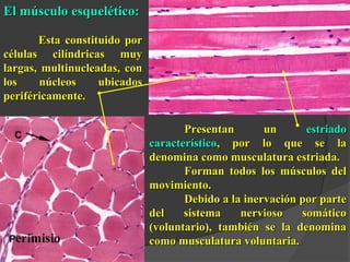 El músculo esquelético:El músculo esquelético:
Esta constituido porEsta constituido por
células cilíndricas muycélulas cilíndricas muy
largas, multinucleadas, conlargas, multinucleadas, con
los núcleos ubicadoslos núcleos ubicados
periféricamente.periféricamente.
Presentan unPresentan un estriadoestriado
característicocaracterístico, por lo que se la, por lo que se la
denomina como musculatura estriada.denomina como musculatura estriada.
Forman todos los músculos delForman todos los músculos del
movimiento.movimiento.
Debido a la inervación por parteDebido a la inervación por parte
del sistema nervioso somáticodel sistema nervioso somático
(voluntario), también se la denomina(voluntario), también se la denomina
como musculatura voluntaria.como musculatura voluntaria.
 