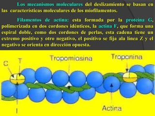 Los mecanismos molecularesLos mecanismos moleculares del deslizamiento se basan endel deslizamiento se basan en
las características moleculares de los miofilamentos.las características moleculares de los miofilamentos.
Filamentos de actina:Filamentos de actina: esta formada por laesta formada por la proteína Gproteína G,,
polimerizada en dos cordones idénticos, lapolimerizada en dos cordones idénticos, la actina Factina F, que forma una, que forma una
espiral doble, como dos cordones de perlas, esta cadena tiene unespiral doble, como dos cordones de perlas, esta cadena tiene un
extremo positivo y otro negativo, el positivo se fija ala línea Z y elextremo positivo y otro negativo, el positivo se fija ala línea Z y el
negativo se orienta en dirección opuesta.negativo se orienta en dirección opuesta.
 