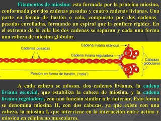 Filamentos de miosina:Filamentos de miosina: esta formada por la proteína miosina,esta formada por la proteína miosina,
conformada por dos cadenas pesadas y cuatro cadenas livianas. Unaconformada por dos cadenas pesadas y cuatro cadenas livianas. Una
parte en forma de bastón o cola, compuesto por dos cadenasparte en forma de bastón o cola, compuesto por dos cadenas
pesadas enrolladas, formando un espiral que la confiere rigidez. Enpesadas enrolladas, formando un espiral que la confiere rigidez. En
el extremo de la cola las dos cadenas se separan y cada una formael extremo de la cola las dos cadenas se separan y cada una forma
una cabeza de miosina globular.una cabeza de miosina globular.
A cada cabeza se adosan, dos cadenas livianas, laA cada cabeza se adosan, dos cadenas livianas, la cadenacadena
liviana esencialliviana esencial, que estabiliza la cabeza de miosina, y la, que estabiliza la cabeza de miosina, y la cadenacadena
liviana reguladoraliviana reguladora, con una función similar a la anterior. Esta forma, con una función similar a la anterior. Esta forma
se denomina miosina II, con dos cabezas, ya que existe con unase denomina miosina II, con dos cabezas, ya que existe con una
cabeza, la miosina I, que interviene en la interacción entre actina ycabeza, la miosina I, que interviene en la interacción entre actina y
miosina en células no musculares.miosina en células no musculares.
 