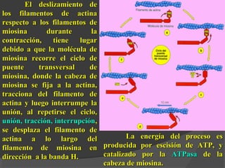 El deslizamiento deEl deslizamiento de
los filamentos de actinalos filamentos de actina
respecto a los filamentos derespecto a los filamentos de
miosina durante lamiosina durante la
contracción, tiene lugarcontracción, tiene lugar
debido a que la molécula dedebido a que la molécula de
miosina recorre el ciclo demiosina recorre el ciclo de
puente transversal depuente transversal de
miosina, donde la cabeza demiosina, donde la cabeza de
miosina se fija a la actina,miosina se fija a la actina,
tracciona del filamento detracciona del filamento de
actina y luego interrumpe laactina y luego interrumpe la
unión, al repetirse el ciclo,unión, al repetirse el ciclo,
unión, tracción, interrupciónunión, tracción, interrupción,,
se desplaza el filamento dese desplaza el filamento de
actina a lo largo delactina a lo largo del
filamento de miosina enfilamento de miosina en
dirección a la banda H.dirección a la banda H.
La energía del proceso esLa energía del proceso es
producida por escisión de ATP, yproducida por escisión de ATP, y
catalizado por lacatalizado por la ATPasaATPasa de lade la
cabeza de miosina.cabeza de miosina.
 