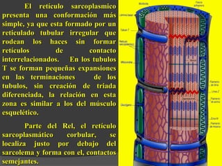 El retículo sarcoplasmicoEl retículo sarcoplasmico
presenta una conformación máspresenta una conformación más
simple, ya que esta formado por unsimple, ya que esta formado por un
reticulado tubular irregular quereticulado tubular irregular que
rodean los haces sin formarrodean los haces sin formar
retículos de contactoretículos de contacto
interrelacionados.interrelacionados. En los tubulosEn los tubulos
T se forman pequeñas expansionesT se forman pequeñas expansiones
en las terminaciones de losen las terminaciones de los
tubulos, sin creación de triadatubulos, sin creación de triada
diferenciada, la relación en estadiferenciada, la relación en esta
zona es similar a los del músculozona es similar a los del músculo
esquelético.esquelético.
Parte del Rel, el retículoParte del Rel, el retículo
sarcoplasmático corbular, sesarcoplasmático corbular, se
localiza justo por debajo dellocaliza justo por debajo del
sarcolema y forma con el, contactossarcolema y forma con el, contactos
semejantes.semejantes.
 