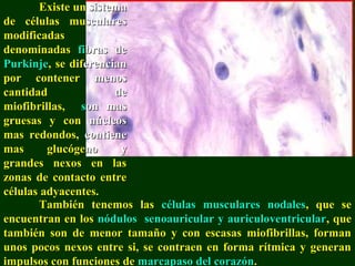 Existe unExiste un sistemasistema
de células mude células muscularessculares
modificadasmodificadas
denominadasdenominadas fifibras debras de
PurkinjePurkinje, se dif, se diferencianerencian
por contenerpor contener menosmenos
cantidadcantidad dede
miofibrillas,miofibrillas, sson mason mas
gruesas y congruesas y con núcleosnúcleos
mas redondos,mas redondos, contienecontiene
mas glucógemas glucógenono yy
grandes nexos en lasgrandes nexos en las
zonas de contacto entrezonas de contacto entre
células adyacentes.células adyacentes.
También tenemos lasTambién tenemos las células musculares nodalescélulas musculares nodales, que se, que se
encuentran en losencuentran en los nódulos senoauricular y auriculoventricularnódulos senoauricular y auriculoventricular, que, que
también son de menor tamaño y con escasas miofibrillas, formantambién son de menor tamaño y con escasas miofibrillas, forman
unos pocos nexos entre si, se contraen en forma rítmica y generanunos pocos nexos entre si, se contraen en forma rítmica y generan
impulsos con funciones deimpulsos con funciones de marcapaso del corazónmarcapaso del corazón..
 