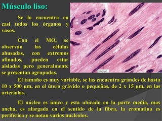 Músculo liso:Músculo liso:
Se lo encuentra enSe lo encuentra en
casi todos los órganos ycasi todos los órganos y
vasos.vasos.
Con el MO, seCon el MO, se
observan las célulasobservan las células
ahusadas, con extremosahusadas, con extremos
afinados, pueden estarafinados, pueden estar
aisladas pero generalmenteaisladas pero generalmente
se presentan agrupadas.se presentan agrupadas.
El tamaño es muy variable, se las encuentra grandes de hastaEl tamaño es muy variable, se las encuentra grandes de hasta
10 x 500 µm, en el útero grávido o pequeñas, de 2 x 15 µm, en las10 x 500 µm, en el útero grávido o pequeñas, de 2 x 15 µm, en las
arteriolas.arteriolas.
El núcleo es único y esta ubicado en la parte media, masEl núcleo es único y esta ubicado en la parte media, mas
ancha, es alargada en el sentido de la fibra, la cromatina esancha, es alargada en el sentido de la fibra, la cromatina es
periférica y se notan varios nucleolos.periférica y se notan varios nucleolos.
 