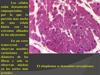 Las célulasLas células
están densamenteestán densamente
empaquetadas,empaquetadas,
por lo que lapor lo que la
porción mas anchaporción mas ancha
de una célulade una célula
limita con loslimita con los
extremos afinadosextremos afinados
de las adyacentes.de las adyacentes.
En un corteEn un corte
transversal, setransversal, se
observan notablesobservan notables
variaciones delvariaciones del
diámetro de lasdiámetro de las
fibras y solo sefibras y solo se
observan núcleosobservan núcleos
en los cortes másen los cortes más
grandes.grandes.
El citoplasma se denomina sarcoplasma.El citoplasma se denomina sarcoplasma.
 