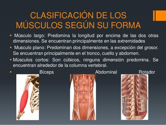 Clasificacion De Los Musculos Segun Su Direccion es.slideshare.net