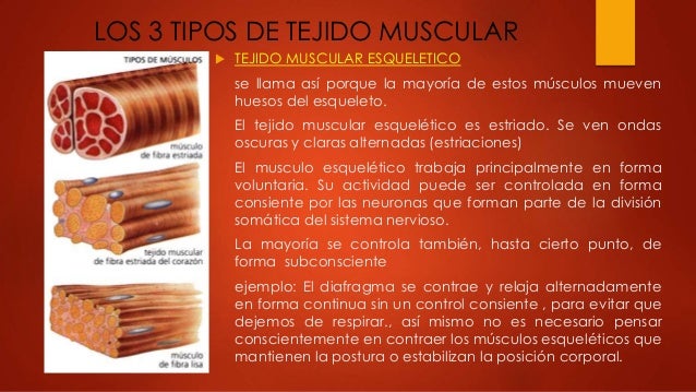 Tejido muscular (tonchyz URSE)