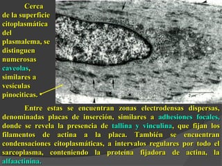 CCeerrccaa 
ddee llaa ssuuppeerrffiicciiee 
cciittooppllaassmmááttiiccaa 
ddeell 
ppllaassmmaalleemmaa,, ssee 
ddiissttiinngguueenn 
nnuummeerroossaass 
ccaavveeoollaass,, 
ssiimmiillaarreess aa 
vveessííccuullaass 
ppiinnoocciittiiccaass.. 
EEnnttrree eessttaass ssee eennccuueennttrraann zzoonnaass eelleeccttrrooddeennssaass ddiissppeerrssaass,, 
ddeennoommiinnaaddaass ppllaaccaass ddee iinnsseerrcciióónn,, ssiimmiillaarreess aa aaddhheessiioonneess ffooccaalleess,, 
ddoonnddee ssee rreevveellaa llaa pprreesseenncciiaa ddee ttaalllliinnaa yy vviinnccuulliinnaa,, qquuee ffiijjaann llooss 
ffiillaammeennttooss ddee aaccttiinnaa aa llaa ppllaaccaa.. TTaammbbiiéénn ssee eennccuueennttrraann 
ccoonnddeennssaacciioonneess cciittooppllaassmmááttiiccaass,, aa iinntteerrvvaallooss rreegguullaarreess ppoorr ttooddoo eell 
ssaarrccooppllaassmmaa,, ccoonntteenniieennddoo llaa pprrootteeíínnaa ffiijjaaddoorraa ddee aaccttiinnaa,, llaa 
aallffaaaaccttiinniinnaa.. 
 