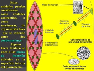 EEssttaass 
uunniiddaaddeess ppuueeddeenn 
ccoonnssiiddeerraarrssee 
ccoommoo uunniiddaaddeess 
ccoonnttrrááccttiilleess,, oo 
ccoommoo 
ssaarrccóómmeerraass,, ddee 
oorrggaanniizzaacciióónn llaaxxaa 
qquuee ssee eexxttiieennddee 
eennttrree ddooss 
ccoonnddeennssaacciioonneess.. 
AAllgguunnooss 
hhaacceess ttaammbbiiéénn ssee 
uunneenn aa llaass ppllaaccaass 
ddee iinnsseerrcciióónn 
uubbiiccaaddaass eenn llaa 
ssuuppeerrffiicciiee iinntteerrnnaa 
ddeell ppllaassmmaalleemmaa.. 
 