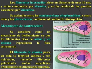 LLooss ffiillaammeennttooss iinntteerrmmeeddiiooss,, ttiieennee uunn ddiiáámmeettrroo ddee uunnooss 1100 nnmm,, 
yy eessttáánn ccoommppuueessttooss ppoorr ddeessmmiinnaa,, yy eenn llaass ccéélluullaass ddee llaass ppaarreeddeess 
vvaassccuullaarreess ppoorr vviimmeennttiinnaa.. 
SSee eexxttiieennddeenn eennttrree llaass ccoonnddeennssaacciioonneess cciittooppllaassmmááttiiccaass,, yy eennttrree 
eessttaass yy llaass ppllaaccaass ddeennssaass,, ccoonnffoorrmmaannddoo uunn ffuueerrttee cciittooeessqquueelleettoo.. 
MMeeccaanniissmmoo ddee ccoonnttrraacccciióónn:: 
SSee ccoonnssiiddeerraa ccoommoo uunn 
mmeeccaanniissmmoo ddee ddeesslliizzaammiieennttoo eenn qquuee 
llooss ffiillaammeennttooss rriiccooss eenn aaccttiinnaa yy eenn 
mmiioossiinnaa rreepprreesseennttaann llaa bbaassee 
eessttrruuccttuurraall.. 
EEll ffiillaammeennttoo ddee mmiioossiinnaa ppoosseeee 
eenn ttooddaa ssuu lloonnggiittuudd ccaabbeezzaass yy ssoonn 
aappllaannaaddaass,, tteenniieennddoo ddiiffeerreenntteess 
ppoollaarriiddaaddeess aammbbaass ssuuppeerrffiicciieess,, 
oorriieennttáánnddoossee eenn ddiirreecccciioonneess ooppuueessttaass.. 
 