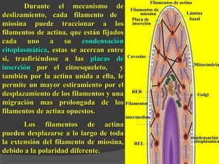 DDuurraannttee eell mmeeccaanniissmmoo ddee 
ddeesslliizzaammiieennttoo,, ccaaddaa ffiillaammeennttoo ddee 
mmiioossiinnaa ppuueeddee ttrraacccciioonnaarr aa llooss 
ffiillaammeennttooss ddee aaccttiinnaa,, qquuee eessttáánn ffiijjaaddooss 
ccaaddaa uunnoo aa ssuu ccoonnddeennssaacciióónn 
cciittooppllaassmmááttiiccaa,, eessttaass ssee aacceerrccaann eennttrree 
ssii,, ttrraassffiirriiéénnddoossee aa llaass ppllaaccaass ddee 
iinnsseerrcciióónn ppoorr eell cciittooeessqquueelleettoo,, yy 
ttaammbbiiéénn ppoorr llaa aaccttiinnaa uunniiddaa aa eellllaa,, llee 
ppeerrmmiittee uunn mmaayyoorr eessttiirraammiieennttoo ppoorr eell 
ddeessppllaazzaammiieennttoo ddee llooss ffiillaammeennttooss yy uunnaa 
mmiiggrraacciióónn mmaass pprroolloonnggaaddaa ddee llooss 
ffiillaammeennttooss ddee aaccttiinnaa ooppuueessttooss.. 
LLooss ffiillaammeennttooss ddee aaccttiinnaa 
ppuueeddeenn ddeessppllaazzaarrssee aa lloo llaarrggoo ddee ttooddaa 
llaa eexxtteennssiióónn ddeell ffiillaammeennttoo ddee mmiioossiinnaa,, 
ddeebbiiddoo aa llaa ppoollaarriiddaadd ddiiffeerreennttee.. 
 