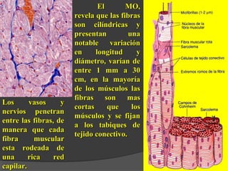 LLooss vvaassooss yy 
nneerrvviiooss ppeenneettrraann 
eennttrree llaass ffiibbrraass,, ddee 
mmaanneerraa qquuee ccaaddaa 
ffiibbrraa mmuussccuullaarr 
eessttaa rrooddeeaaddaa ddee 
uunnaa rriiccaa rreedd 
ccaappiillaarr.. 
EEll MMOO,, 
rreevveellaa qquuee llaass ffiibbrraass 
ssoonn cciillíínnddrriiccaass yy 
pprreesseennttaann uunnaa 
nnoottaabbllee vvaarriiaacciióónn 
eenn lloonnggiittuudd yy 
ddiiáámmeettrroo,, vvaarrííaann ddee 
eennttrree 11 mmmm aa 3300 
ccmm,, eenn llaa mmaayyoorrííaa 
ddee llooss mmúússccuullooss llaass 
ffiibbrraass ssoonn mmaass 
ccoorrttaass qquuee llooss 
mmúússccuullooss yy ssee ffiijjaann 
aa llooss ttaabbiiqquueess ddee 
tteejjiiddoo ccoonneeccttiivvoo.. 
 