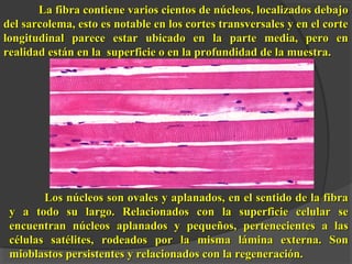 La fibra contiene varios cientos de núcleos, llooccaalliizzaaddooss ddeebbaajjoo 
ddeell ssaarrccoolleemmaa,, eessttoo eess nnoottaabbllee eenn llooss ccoorrtteess ttrraannssvveerrssaalleess yy eenn eell ccoorrttee 
lloonnggiittuuddiinnaall ppaarreeccee eessttaarr uubbiiccaaddoo eenn llaa ppaarrttee mmeeddiiaa,, ppeerroo eenn 
rreeaalliiddaadd eessttáánn eenn llaa ssuuppeerrffiicciiee oo eenn llaa pprrooffuunnddiiddaadd ddee llaa mmuueessttrraa.. 
LLooss nnúúcclleeooss ssoonn oovvaalleess yy aappllaannaaddooss,, eenn eell sseennttiiddoo ddee llaa ffiibbrraa 
yy aa ttooddoo ssuu llaarrggoo.. RReellaacciioonnaaddooss ccoonn llaa ssuuppeerrffiicciiee cceelluullaarr ssee 
eennccuueennttrraann nnúúcclleeooss aappllaannaaddooss yy ppeeqquueeññooss,, ppeerrtteenneecciieenntteess aa llaass 
ccéélluullaass ssaattéélliitteess,, rrooddeeaaddooss ppoorr llaa mmiissmmaa lláámmiinnaa eexxtteerrnnaa.. SSoonn 
mmiioobbllaassttooss ppeerrssiisstteenntteess yy rreellaacciioonnaaddooss ccoonn llaa rreeggeenneerraacciióónn.. 
 