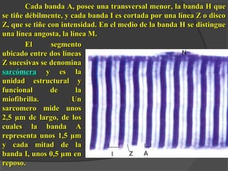 Cada banda A, posee una transversal mmeennoorr,, llaa bbaannddaa HH qquuee 
ssee ttiiññee ddéébbiillmmeennttee,, yy ccaaddaa bbaannddaa II eess ccoorrttaaddaa ppoorr uunnaa llíínneeaa ZZ oo ddiissccoo 
ZZ,, qquuee ssee ttiiññee ccoonn iinntteennssiiddaadd.. EEnn eell mmeeddiioo ddee llaa bbaannddaa HH ssee ddiissttiinngguuee 
uunnaa llíínneeaa aannggoossttaa,, llaa llíínneeaa MM.. 
EEll sseeggmmeennttoo 
uubbiiccaaddoo eennttrree ddooss llíínneeaass 
ZZ ssuucceessiivvaass ssee ddeennoommiinnaa 
ssaarrccóómmeerraa yy eess llaa 
uunniiddaadd eessttrruuccttuurraall yy 
ffuunncciioonnaall ddee llaa 
mmiiooffiibbrriillllaa.. UUnn 
ssaarrccoommeerroo mmiiddee uunnooss 
22,,55 μμmm ddee llaarrggoo,, ddee llooss 
ccuuaalleess llaa bbaannddaa AA 
rreepprreesseennttaa uunnooss 11,,55 μμmm 
yy ccaaddaa mmiittaadd ddee llaa 
bbaannddaa II,, uunnooss 00,,55 μμmm eenn 
rreeppoossoo.. 
 