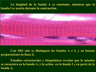 La longitud de la banda A es constante, mmiieennttrraass qquuee llaa 
bbaannddaa II ssee aaccoorrttaa dduurraannttee llaa ccoonnttrraacccciióónn.. 
CCoonn MMOO ssoolloo ssee ddiissttiinngguueenn llaass bbaannddaass AA ee II,, yy eenn bbuueennaass 
pprreeppaarraacciioonneess llaa llíínneeaa ZZ.. 
EEssttuuddiiooss eessttrruuccttuurraalleess yy bbiiooqquuíímmiiccaass rreevveellaann qquuee llaa mmiioossiinnaa 
ssee eennccuueennttrraa eenn llaa bbaannddaa AA,, yy llaa aaccttiinnaa eenn llaa bbaannddaa II yy eenn ppaarrttee ddee llaa 
bbaannddaa AA.. 
 