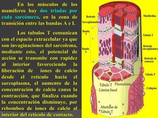 EEnn llooss mmúússccuullooss ddee llooss 
mmaammííffeerrooss hhaayy ddooss ttrriiaaddaass ppoorr 
ccaaddaa ssaarrccóómmeerraa,, eenn llaa zzoonnaa ddee 
ttrraannssiicciióónn eennttrree llaass bbaannddaass AA ee II.. 
LLooss ttuubbuullooss TT ccoommuunniiccaann 
ccoonn eell eessppaacciioo eexxttrraacceelluullaarr yyaa qquuee 
ssoonn iinnvvaaggiinnaacciioonneess ddeell ssaarrccoolleemmaa,, 
mmeeddiiaannttee eessttoo,, eell ppootteenncciiaall ddee 
aacccciióónn ssee ttrraannssmmiittee ccoonn rraappiiddeezz 
aall iinntteerriioorr ffaavvoorreecciieennddoo llaa 
lliibbeerraacciióónn ddee iioonneess ddee ccaallcciioo 
ddeessddee eell rreettííccuulloo hhaacciiaa eell 
ssaarrccooppllaassmmaa,, eell aauummeennttoo ddee llaa 
ccoonncceennttrraacciióónn ddee ccaallcciioo ccaauussaa llaa 
ccoonnttrraacccciióónn,, qquuee ffiinnaalliizzaa ccuuaannddoo 
llaa ccoonncceennttrraacciióónn ddiissmmiinnuuyyee,, ppoorr 
rreebboommbbeeoo ddee iioonneess ddee ccaallcciioo aall 
iinntteerriioorr ddeell rreettííccuulloo ddee ccoonnttaaccttoo.. 
 