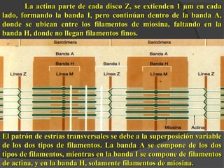 La actina parte de cada disco Z, se eexxttiieennddeenn 11 μμmm eenn ccaaddaa 
llaaddoo,, ffoorrmmaannddoo llaa bbaannddaa II,, ppeerroo ccoonnttiinnúúaann ddeennttrroo ddee llaa bbaannddaa AA,, 
ddoonnddee ssee uubbiiccaann eennttrree llooss ffiillaammeennttooss ddee mmiioossiinnaa,, ffaallttaannddoo eenn llaa 
bbaannddaa HH,, ddoonnddee nnoo lllleeggaann ffiillaammeennttooss ffiinnooss.. 
EEll ppaattrróónn ddee eessttrrííaass ttrraannssvveerrssaalleess ssee ddeebbee aa llaa ssuuppeerrppoossiicciióónn vvaarriiaabbllee 
ddee llooss ddooss ttiippooss ddee ffiillaammeennttooss.. LLaa bbaannddaa AA ssee ccoommppoonnee ddee llooss ddooss 
ttiippooss ddee ffiillaammeennttooss,, mmiieennttrraass eenn llaa bbaannddaa II ssee ccoommppoonnee ddee ffiillaammeennttooss 
ddee aaccttiinnaa,, yy eenn llaa bbaannddaa HH,, ssoollaammeennttee ffiillaammeennttooss ddee mmiioossiinnaa.. 
 
