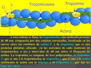 AA eessttaa ccaaddeennaa ssee ffiijjaann,, llaa ttrrooppoommiioossiinnaa,, uunnaa mmoollééccuullaa pprrootteeiiccaa 
ddee 400 nnmm,, ccoommppuueessttaa ppoorr ddooss ccaaddeennaass eennrroossccaaddaass,, llooccaalliizzaaddaa eenn llooss 
ssuurrccooss eennttrree llooss ccoorrddoonneess ddee aaccttiinnaa FF,, yy llaa ttrrooppoonniinnaa,, qquuee eess uunnaa 
pprrootteeíínnaa gglloobbuullaarr,, uubbiiccaaddaa eenn llooss eexxttrreemmooss ddee ccaaddaa mmoollééccuullaa ddee 
ttrrooppoommiioossiinnaa,, oo sseeaa aa iinntteerrvvaallooss ddee 400 nnmm ssoobbrree eell ffiillaammeennttoo ddee 
aaccttiinnaa.. LLaa ttrrooppoonniinnaa ssee ccoommppoonnee ddee ttrreess ppoolliippééppttiiddooss: llaa ttrrooppoonniinnaa 
TT,, qquuee ssee uunnee aa llaa ttrrooppoommiioossiinnaa,, llaa ttrrooppoonniinnaa II,, qquuee ssee uunnee aa llaa aaccttiinnaa 
iinnhhiibbiieennddoo llaa uunniióónn ccoonn llaa mmiioossiinnaa yy llaa ttrrooppoonniinnaa CC,, qquuee ffiijjaa llooss 
iioonneess ddee ccaallcciioo.. 
 