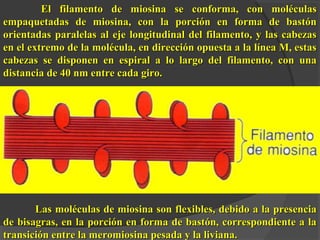 El filamento de miosina se ccoonnffoorrmmaa,, ccoonn mmoollééccuullaass 
eemmppaaqquueettaaddaass ddee mmiioossiinnaa,, ccoonn llaa ppoorrcciióónn eenn ffoorrmmaa ddee bbaassttóónn 
oorriieennttaaddaass ppaarraalleellaass aall eejjee lloonnggiittuuddiinnaall ddeell ffiillaammeennttoo,, yy llaass ccaabbeezzaass 
eenn eell eexxttrreemmoo ddee llaa mmoollééccuullaa,, eenn ddiirreecccciióónn ooppuueessttaa aa llaa llíínneeaa MM,, eessttaass 
ccaabbeezzaass ssee ddiissppoonneenn eenn eessppiirraall aa lloo llaarrggoo ddeell ffiillaammeennttoo,, ccoonn uunnaa 
ddiissttaanncciiaa ddee 4400 nnmm eennttrree ccaaddaa ggiirroo.. 
LLaass mmoollééccuullaass ddee mmiioossiinnaa ssoonn fflleexxiibblleess,, ddeebbiiddoo aa llaa pprreesseenncciiaa 
ddee bbiissaaggrraass,, eenn llaa ppoorrcciióónn eenn ffoorrmmaa ddee bbaassttóónn,, ccoorrrreessppoonnddiieennttee aa llaa 
ttrraannssiicciióónn eennttrree llaa mmeerroommiioossiinnaa ppeessaaddaa yy llaa lliivviiaannaa.. 
 