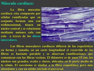 MMúússccuulloo ccaarrddiiaaccoo:: 
LLaa ffiibbrraa mmuussccuullaarr 
ccaarrddiiaaccaa eessttaa ccoommppuueessttaa ppoorr 
ccéélluullaass rraammiiffiiccaaddaass qquuee eenn 
ccoonnjjuunnttoo ffoorrmmaann uunnaa rreedd 
ttrriiddiimmeennssiioonnaall,, ttiieenneenn uunn 
nnúúcclleeoo cceennttrraall yy ssee rreellaacciioonnaann 
mmeeddiiaannttee uunniioonneess ccoollaa ccoonn 
ccoollaa aa ttrraavvééss ddee llooss ddiissccooss 
iinntteerrccaallaarreess.. 
Las fibras musculares cardiacas difieren ddee llaass eessqquueellééttiiccaass 
eenn ffoorrmmaa yy ttaammaaññoo,, eenn uunn ccoorrttee lloonnggiittuuddiinnaall eell rreeccoorrrriiddoo ddee llaass 
ffiibbrraass eess bbaassttaannttee ppaarraalleelloo yy ssee oobbsseerrvvaann rraammiiffiiccaacciioonneess qquuee 
ccoommuunniiccaann ccoonn llaass ffiibbrraass vveecciinnaass.. EEll ddiiáámmeettrroo eess ddee uunnooss 1155 uumm,, llooss 
nnúúcclleeooss ssoonn ggrraannddeess,, oovvaalleess yy ccllaarrooss,, uubbiiccaaddooss eenn llaa ppaarrttee mmeeddiiaa ddee 
llaa ccéélluullaa.. EEll ssaarrccoolleemmaa eess ssiimmiillaarr aa llaa ffiibbrraa eessqquueellééttiiccaa,, ppeerroo mmááss 
aabbuunnddaannttee yy ccoonn uunn nnííttiiddoo eessttrriiaaddoo ttrraannssvveerrssaall.. 
 