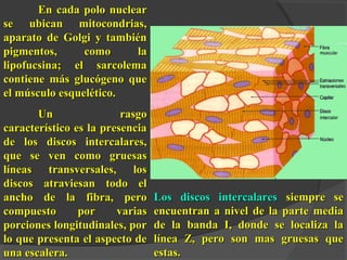 EEnn ccaaddaa ppoolloo nnuucclleeaarr 
ssee uubbiiccaann mmiittooccoonnddrriiaass,, 
aappaarraattoo ddee GGoollggii yy ttaammbbiiéénn 
ppiiggmmeennttooss,, ccoommoo llaa 
lliippooffuuccssiinnaa;; eell ssaarrccoolleemmaa 
ccoonnttiieennee mmááss gglluuccóóggeennoo qquuee 
eell mmúússccuulloo eessqquueellééttiiccoo.. 
UUnn rraassggoo 
ccaarraacctteerrííssttiiccoo eess llaa pprreesseenncciiaa 
ddee llooss ddiissccooss iinntteerrccaallaarreess,, 
qquuee ssee vveenn ccoommoo ggrruueessaass 
llíínneeaass ttrraannssvveerrssaalleess,, llooss 
ddiissccooss aattrraavviieessaann ttooddoo eell 
aanncchhoo ddee llaa ffiibbrraa,, ppeerroo 
ccoommppuueessttoo ppoorr vvaarriiaass 
ppoorrcciioonneess lloonnggiittuuddiinnaalleess,, ppoorr 
lloo qquuee pprreesseennttaa eell aassppeeccttoo ddee 
uunnaa eessccaalleerraa.. 
LLooss ddiissccooss iinntteerrccaallaarreess ssiieemmpprree ssee 
eennccuueennttrraann aa nniivveell ddee llaa ppaarrttee mmeeddiiaa 
ddee llaa bbaannddaa II,, ddoonnddee ssee llooccaalliizzaa llaa 
llíínneeaa ZZ,, ppeerroo ssoonn mmaass ggrruueessaass qquuee 
eessttaass.. 
 