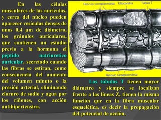 EEnn llaass ccéélluullaass 
mmuussccuullaarreess ddee llaass aauurrííccuullaass,, 
yy cceerrccaa ddeell nnúúcclleeoo ppuueeddeenn 
aappaarreecceerr vveessííccuullaass ddeennssaass ddee 
uunnooss 00,,44 μμmm ddee ddiiáámmeettrroo,, 
llooss ggrráánnuullooss aauurriiccuullaarreess,, 
qquuee ccoonnttiieenneenn uunn eessttaaddiioo 
pprreevviioo aa llaa hhoorrmmoonnaa eell 
ppééppttiiddoo nnaattrriiuurreettiiccoo 
aauurriiccuullaarr,, sseeccrreettaaddoo ccuuaannddoo 
llaass ffiibbrraass ssee eessttiirraann,, ccoommoo 
ccoonnsseeccuueenncciiaa ddeell aauummeennttoo 
ddeell vvoolluummeenn mmiinnuuttoo oo llaa 
pprreessiióónn aarrtteerriiaall,, eelliimmiinnaannddoo 
cclloorruurroo ddee ssooddiioo yy aagguuaa ppoorr 
llooss rriiññoonneess,, ccoonn aacccciióónn 
aannttiihhiippeerrtteennssiivvaa.. 
LLooss ttúúbbuullooss TT ttiieenneenn mmaayyoorr 
ddiiáámmeettrroo yy ssiieemmpprree ssee llooccaalliizzaann 
ffrreennttee aa llaass llíínneeaass ZZ,, ttiieenneenn llaa mmiissmmaa 
ffuunncciióónn qquuee eenn llaa ffiibbrraa mmuussccuullaarr 
eessqquueellééttiiccaa,, eess ddeecciirr llaa pprrooppaaggaacciióónn 
ddeell ppootteenncciiaall ddee aacccciióónn.. 
 