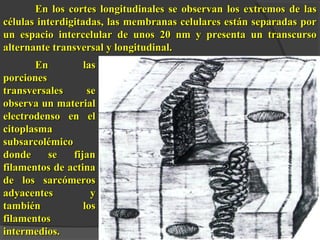 En los cortes longitudinales se observan llooss eexxttrreemmooss ddee llaass 
ccéélluullaass iinntteerrddiiggiittaaddaass,, llaass mmeemmbbrraannaass cceelluullaarreess eessttáánn sseeppaarraaddaass ppoorr 
uunn eessppaacciioo iinntteerrcceelluullaarr ddee uunnooss 2200 nnmm yy pprreesseennttaa uunn ttrraannssccuurrssoo 
aalltteerrnnaannttee ttrraannssvveerrssaall yy lloonnggiittuuddiinnaall.. 
EEnn llaass 
ppoorrcciioonneess 
ttrraannssvveerrssaalleess ssee 
oobbsseerrvvaa uunn mmaatteerriiaall 
eelleeccttrrooddeennssoo eenn eell 
cciittooppllaassmmaa 
ssuubbssaarrccoolléémmiiccoo 
ddoonnddee ssee ffiijjaann 
ffiillaammeennttooss ddee aaccttiinnaa 
ddee llooss ssaarrccóómmeerrooss 
aaddyyaacceenntteess yy 
ttaammbbiiéénn llooss 
ffiillaammeennttooss 
iinntteerrmmeeddiiooss.. 
 