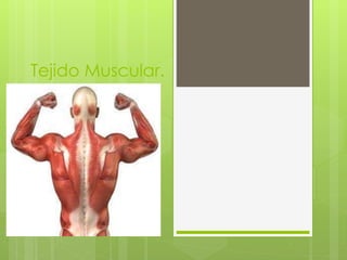 Tejido Muscular. 
 