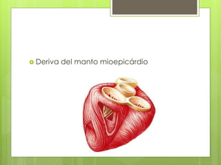  Deriva del manto mioepicárdio 
 