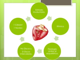 Estriado 
Involuntario. 
Rítmico 
Fisiología 
similar al 
esquelético. 
1 Célula= 
1 Núcleo 
No Discos z. 
Si Discos 
Intercalares. 
 