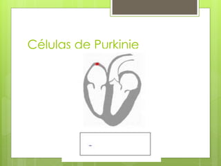 Células de Purkinje 
 