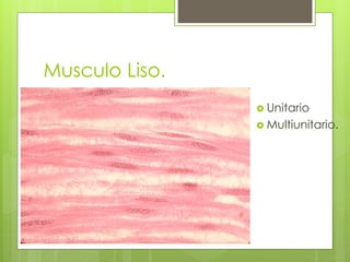 Musculo Liso. 
 Unitario 
 Multiunitario. 
 