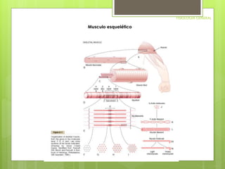 FISIOLOGIA GENERAL 
Musculo esquelético 
 