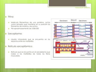FISIOLOGIA GENERAL 
 Titina: 
 Molécula filamentosa de una proteína, actúa 
como armazón que mantiene en su posición los 
filamentos de miosina y de actina. 
 PM aproximadamente de 3 000 000 
 Sarcoplasma: 
 Liquido intracelular que se encuentra en los 
espacios entre las miofibrillas. 
 Retículo sarcoplásmico: 
 Retículo que se encuentra en el sarcoplasma que 
rodea a las miofibrillas de todas las fibras 
musculares. 
 