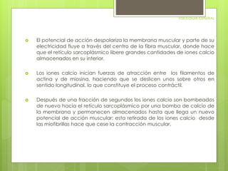 FISIOLOGIA GENERAL 
 El potencial de acción despolariza la membrana muscular y parte de su 
electricidad fluye a través del centro de la fibra muscular, donde hace 
que el retículo sarcoplásmico libere grandes cantidades de iones calcio 
almacenados en su interior. 
 Los iones calcio inician fuerzas de atracción entre los filamentos de 
actina y de miosina, haciendo que se deslicen unos sobre otros en 
sentido longitudinal, lo que constituye el proceso contráctil. 
 Después de una fracción de segundos los iones calcio son bombeados 
de nuevo hacia el retículo sarcoplásmico por una bomba de calcio de 
la membrana y permanecen almacenados hasta que llega un nuevo 
potencial de acción muscular; esta retirada de los iones calcio desde 
las miofibrillas hace que cese la contracción muscular. 
 