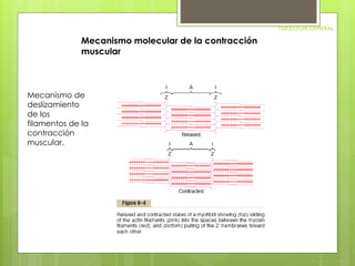 FISIOLOGIA GENERAL 
Mecanismo molecular de la contracción 
muscular 
Mecanismo de 
deslizamiento 
de los 
filamentos de la 
contracción 
muscular. 
 