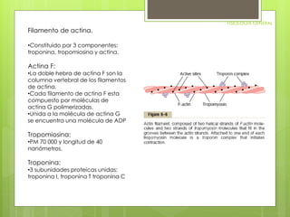 FISIOLOGIA GENERAL 
Filamento de actina. 
•Constituido por 3 componentes: 
troponina, tropomiosina y actina. 
Actina F: 
•La doble hebra de actina F son la 
columna vertebral de los filamentos 
de actina. 
•Cada filamento de actina F esta 
compuesto por moléculas de 
actina G polimerizadas. 
•Unida a la molécula de actina G 
se encuentra una molécula de ADP 
Tropomiosina: 
•PM 70 000 y longitud de 40 
nanómetros. 
Troponina: 
•3 subunidades proteicas unidas: 
troponina I, troponina T troponina C 
 
