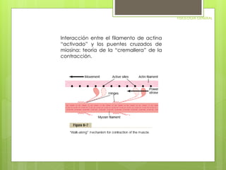 FISIOLOGIA GENERAL 
Interacción entre el filamento de actina 
“activado” y los puentes cruzados de 
miosina: teoría de la “cremallera” de la 
contracción. 
 