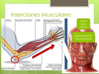 Inserciones Musculares 
Parte 
fija y 
Movil 
Generalmente 
hay tendones 
 