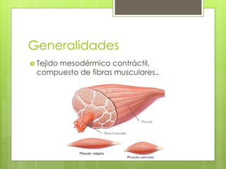 Generalidades 
 Tejido mesodérmico contráctil, 
compuesto de fibras musculares.. 
 