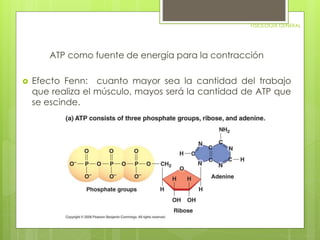 FISIOLOGIA GENERAL 
ATP como fuente de energía para la contracción 
 Efecto Fenn: cuanto mayor sea la cantidad del trabajo 
que realiza el músculo, mayos será la cantidad de ATP que 
se escinde. 
 