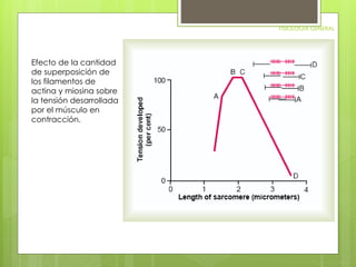FISIOLOGIA GENERAL 
Efecto de la cantidad 
de superposición de 
los filamentos de 
actina y miosina sobre 
la tensión desarrollada 
por el músculo en 
contracción. 
 