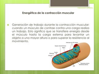 FISIOLOGIA GENERAL 
Energética de la contracción muscular 
 Generación de trabajo durante la contracción muscular: 
cuando un músculo de contrae contra una carga realiza 
un trabajo. Esto significa que se transfiere energía desde 
el músculo hasta la carga externa para levantar un 
objeto a una mayor altura o para superar la resistencia al 
movimiento. 
 