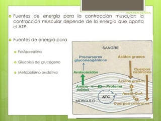 FISIOLOGIA GENERAL 
 Fuentes de energía para la contracción muscular: la 
contracción muscular depende de la energía que aporta 
el ATP. 
 Fuentes de energía para la reconstrucción del ATP: 
 Fosfocreatina 
 Glucolisis del glucógeno 
 Metabolismo oxidativo 
 