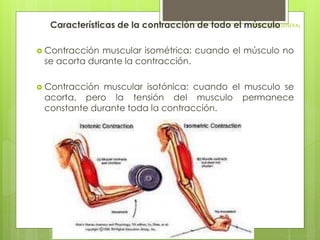Características de la contracción de todo el mFúISIsOcLOuGlIAo GENERAL 
 Contracción muscular isométrica: cuando el músculo no 
se acorta durante la contracción. 
 Contracción muscular isotónica: cuando el musculo se 
acorta, pero la tensión del musculo permanece 
constante durante toda la contracción. 
 