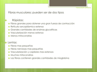 FISIOLOGIA GENERAL 
Fibras musculares: pueden ser de dos tipos 
 Rápidas: 
 Fibras grandes para obtener una gran fuerza de contracción 
 Retículo sarcoplásmico extenso 
 Grandes cantidades de enzimas glucolíticas 
 Vascularización menos extensa 
 Menos mitocondrias 
 Lentas: 
 Fibras mas pequeñas 
 Fibras nerviosas mas pequeñas 
 Vascularización y capilares mas extensos 
 Muchas mitocondrias 
 Las fibras contienen grandes cantidades de mioglobina 
 